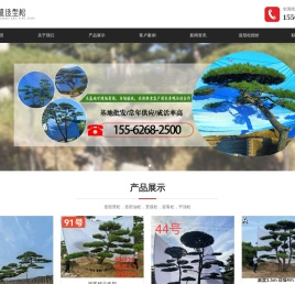造型松