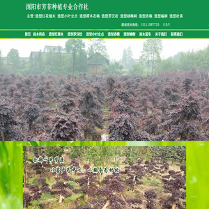 浏阳市芳菲种植专业合作社